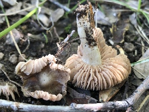 (Entoloma abbreviatipes - HAY-F-006038)  @11 [ ] by-nc (2023) Dean Lyons Fungal Diversity Survey