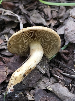  ( - HAY-F-006039)  @11 [ ] by-nc (2023) Dean Lyons Fungal Diversity Survey