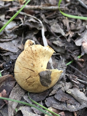  ( - HAY-F-006039)  @11 [ ] by-nc (2023) Dean Lyons Fungal Diversity Survey
