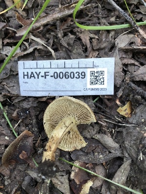  ( - HAY-F-006039)  @11 [ ] by-nc (2023) Dean Lyons Fungal Diversity Survey