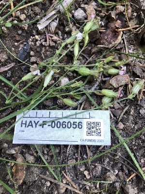  ( - HAY-F-006056)  @11 [ ] by-nc (2023) Dean Lyons Fungal Diversity Survey