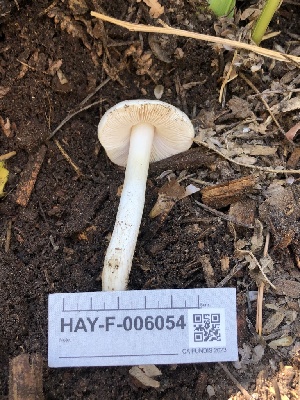  ( - HAY-F-006054)  @11 [ ] by-nc (2023) Dean Lyons Fungal Diversity Survey