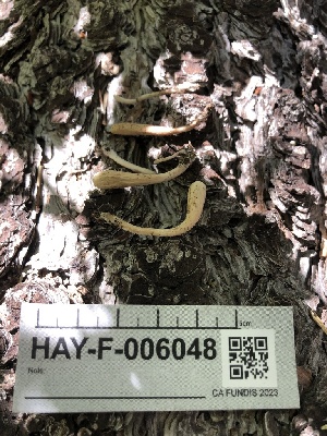  ( - HAY-F-006048)  @11 [ ] by-nc (2023) Dean Lyons Fungal Diversity Survey