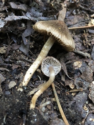  (Inocybe sp. CA29 - HAY-F-006051)  @11 [ ] by-nc (2023) Dean Lyons Fungal Diversity Survey