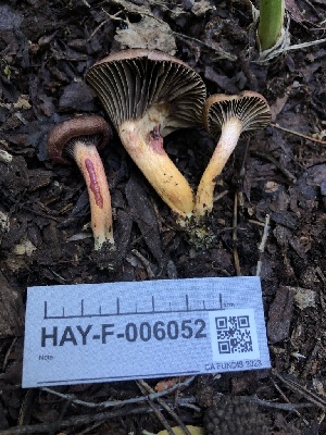  ( - HAY-F-006052)  @11 [ ] by-nc (2023) Dean Lyons Fungal Diversity Survey