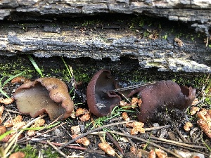  ( - HAY-F-006734)  @11 [ ] by-nc (2023) Dean Lyons Fungal Diversity Survey