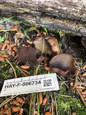 ( - HAY-F-006734)  @11 [ ] by-nc (2023) Dean Lyons Fungal Diversity Survey