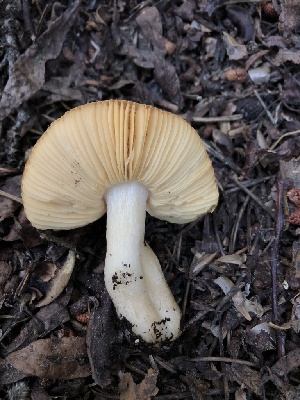  (Russula sp. zelleri-CA01 - HAY-F-006699)  @11 [ ] by-nc (2023) Dean Lyons Fungal Diversity Survey