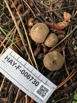  ( - HAY-F-006730)  @11 [ ] by-nc (2023) Dean Lyons Fungal Diversity Survey