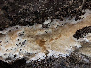  ( - HAY-F-006705)  @11 [ ] by-nc (2023) Dean Lyons Fungal Diversity Survey