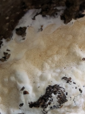  ( - HAY-F-006705)  @11 [ ] by-nc (2023) Dean Lyons Fungal Diversity Survey