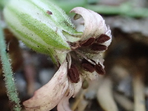  ( - HAY-F-006056)  @11 [ ] by-nc (2023) Dean Lyons Fungal Diversity Survey