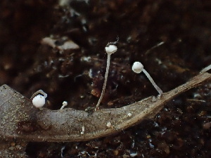  ( - HAY-F-006042)  @11 [ ] by-nc (2023) Dean Lyons Fungal Diversity Survey