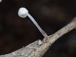  ( - HAY-F-006042)  @11 [ ] by-nc (2023) Dean Lyons Fungal Diversity Survey