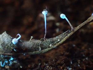  ( - HAY-F-006042)  @11 [ ] by-nc (2023) Dean Lyons Fungal Diversity Survey
