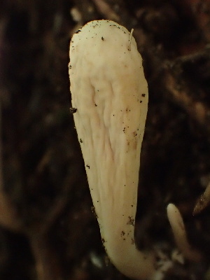  ( - HAY-F-006048)  @11 [ ] by-nc (2023) Dean Lyons Fungal Diversity Survey