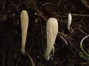  ( - HAY-F-006048)  @11 [ ] by-nc (2023) Dean Lyons Fungal Diversity Survey