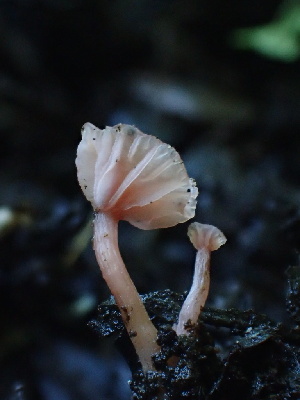  ( - HAY-F-006600)  @11 [ ] by-nc (2023) Dean Lyons Fungal Diversity Survey
