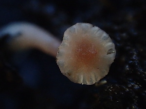 ( - HAY-F-006600)  @11 [ ] by-nc (2023) Dean Lyons Fungal Diversity Survey
