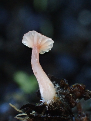  ( - HAY-F-006600)  @11 [ ] by-nc (2023) Dean Lyons Fungal Diversity Survey
