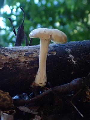  ( - HAY-F-006692)  @11 [ ] by-nc (2023) Dean Lyons Fungal Diversity Survey