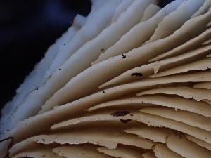  ( - HAY-F-006692)  @11 [ ] by-nc (2023) Dean Lyons Fungal Diversity Survey