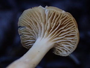  ( - HAY-F-006692)  @11 [ ] by-nc (2023) Dean Lyons Fungal Diversity Survey