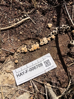  ( - HAY-F-006709)  @11 [ ] by-nc (2023) Dean Lyons Fungal Diversity Survey