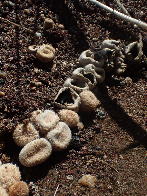  ( - HAY-F-006709)  @11 [ ] by-nc (2023) Dean Lyons Fungal Diversity Survey