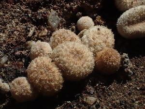  ( - HAY-F-006709)  @11 [ ] by-nc (2023) Dean Lyons Fungal Diversity Survey