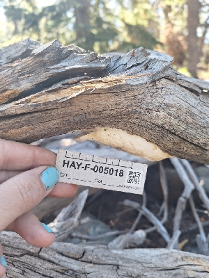  ( - HAY-F-005018)  @11 [ ] by-nc (2023) Sadie Hickey Fungal Diversity Survey