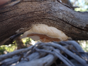  ( - HAY-F-005018)  @11 [ ] by-nc (2023) Sadie Hickey Fungal Diversity Survey