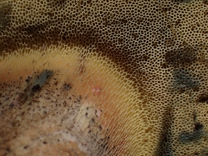  ( - HAY-F-003641)  @11 [ ] by-nc (2023) Sadie Hickey Fungal Diversity Survey