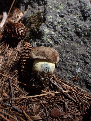  ( - HAY-F-003641)  @11 [ ] by-nc (2023) Sadie Hickey Fungal Diversity Survey
