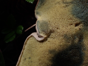  ( - HAY-F-003641)  @11 [ ] by-nc (2023) Sadie Hickey Fungal Diversity Survey