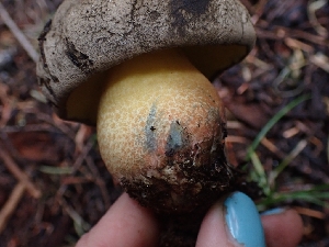  ( - HAY-F-005134)  @11 [ ] by-nc (2023) Sadie Hickey Fungal Diversity Survey