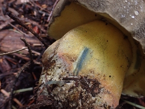  ( - HAY-F-005134)  @11 [ ] by-nc (2023) Sadie Hickey Fungal Diversity Survey