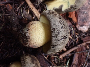  ( - HAY-F-005134)  @11 [ ] by-nc (2023) Sadie Hickey Fungal Diversity Survey