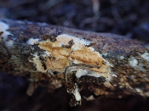  ( - HAY-F-003643)  @11 [ ] by-nc (2023) Sadie Hickey Fungal Diversity Survey
