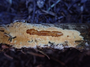  ( - HAY-F-003643)  @11 [ ] by-nc (2023) Sadie Hickey Fungal Diversity Survey