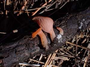  (Guepinia - HAY-F-005139)  @11 [ ] by-nc (2023) Sadie Hickey Fungal Diversity Survey