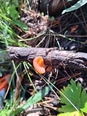  ( - HAY-F-005139)  @11 [ ] by-nc (2023) Sadie Hickey Fungal Diversity Survey