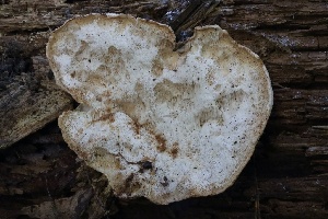  ( - HAY-F-004697)  @11 [ ] by-nc (2023) Taye Bright Fungal Diversity Survey