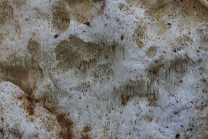  ( - HAY-F-004697)  @11 [ ] by-nc (2023) Taye Bright Fungal Diversity Survey