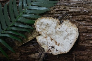 ( - HAY-F-004697)  @11 [ ] by-nc (2023) Taye Bright Fungal Diversity Survey