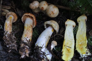  ( - HAY-F-004699)  @11 [ ] by-nc (2023) Taye Bright Fungal Diversity Survey