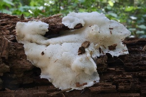  ( - HAY-F-004686)  @11 [ ] by-nc (2023) Taye Bright Fungal Diversity Survey