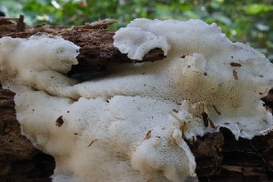  ( - HAY-F-004686)  @11 [ ] by-nc (2023) Taye Bright Fungal Diversity Survey