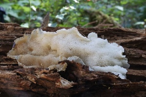  ( - HAY-F-004686)  @11 [ ] by-nc (2023) Taye Bright Fungal Diversity Survey