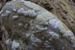  ( - HAY-F-004700)  @11 [ ] by-nc (2023) Taye Bright Fungal Diversity Survey
